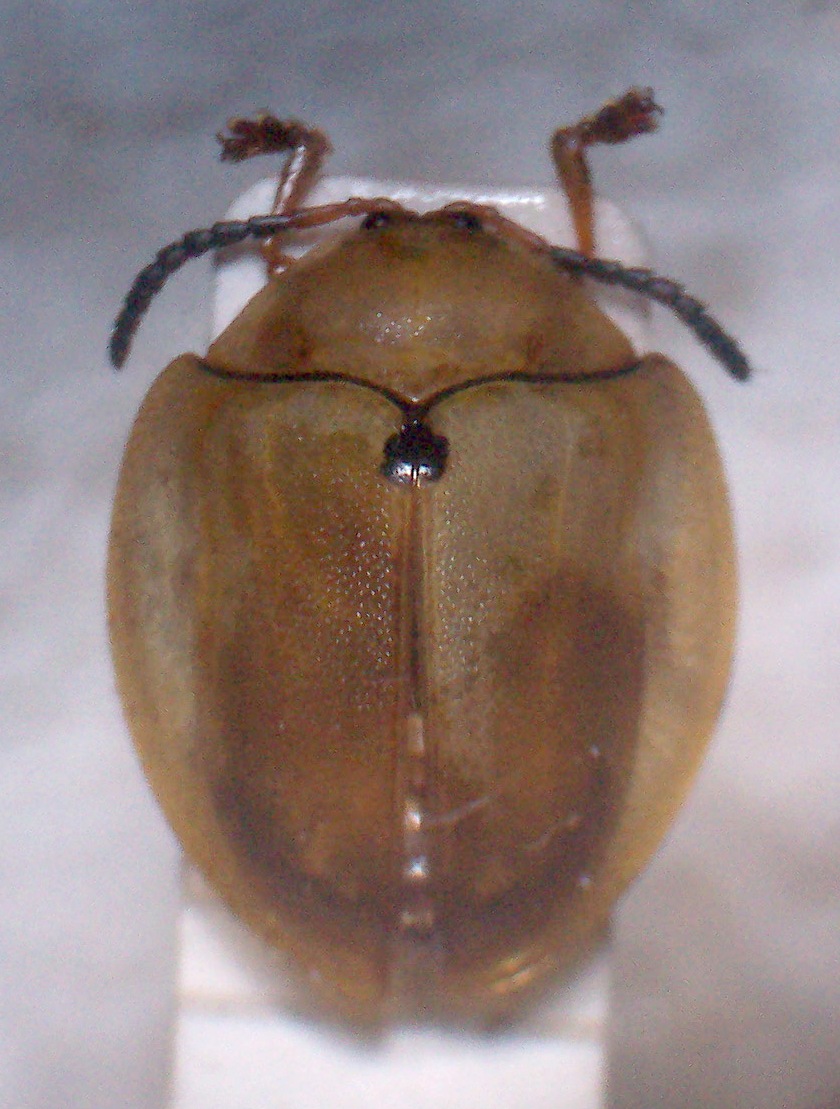 FIGURE 7 FIGURE 7